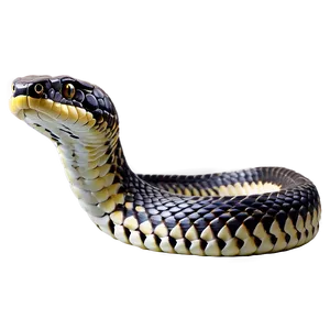 King Cobra Snake Png 46 PNG image