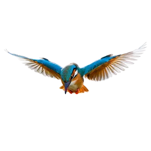 Kingfisher Dive PNG Qnj44 PNG