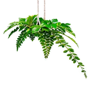 Kitchen Hanging Plant PNG Bjm
