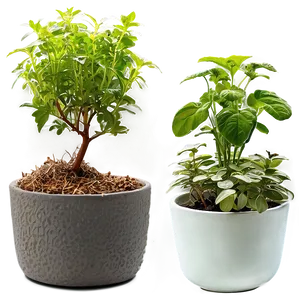 Kitchen Potted Herb Gardens PNG 06122024