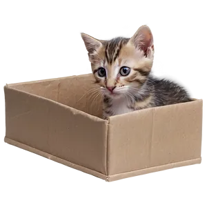 Kitten In Box PNG 05232024 PNG