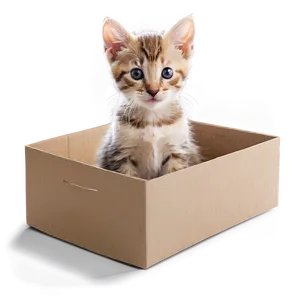 Kitten In Box PNG Lpe PNG