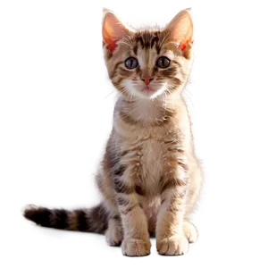 Kitten In Sunlight PNG 05232024 PNG