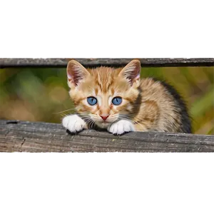 Kitten Peeking PNG 05232024 PNG