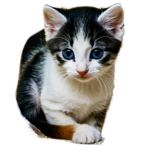 Kitten Peeking PNG Baa92 PNG