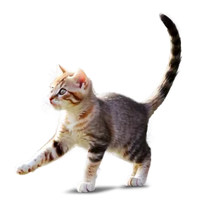 Kitten Playing PNG 2