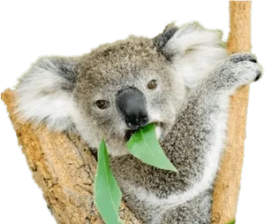 Koala Eating Eucalyptus Leaves PNG image