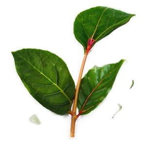 Kombucha Tea Leaf PNG Nah