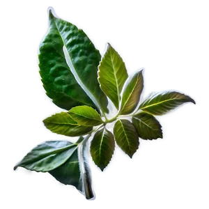 Kombucha Tea Leaf PNG Qrt53 PNG