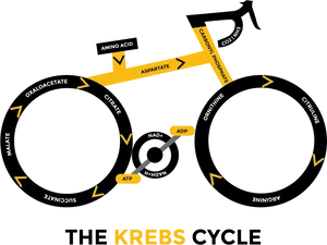 Krebs Cycle Bicycle Diagram
