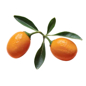 Kumquat A