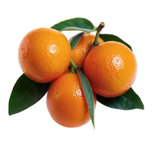 Kumquat B