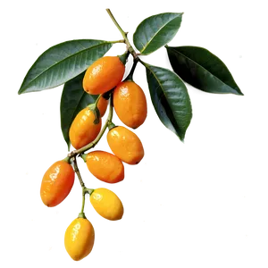 Kumquat Branch PNG 55 PNG