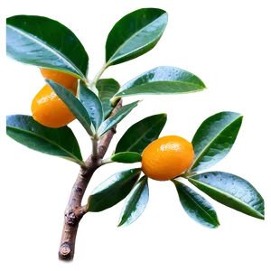 Kumquat Branch PNG Arx
