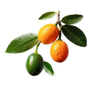 Kumquat C