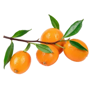 Kumquat Delight PNG Prs PNG