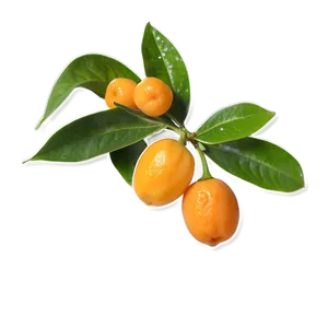 Kumquat Medley PNG 18