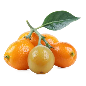 Kumquat Medley PNG Bro PNG
