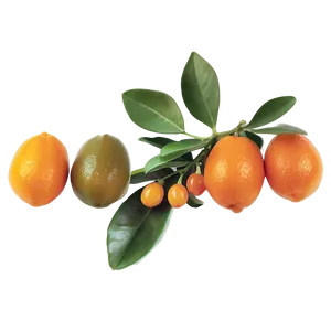 Kumquat Medley Png Spy93 PNG image