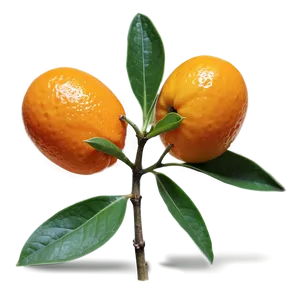 Kumquat Pair PNG 06252024