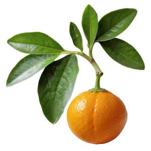 Kumquat Pair Png Lum PNG image