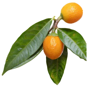 Kumquat Pair Png Qvu PNG image