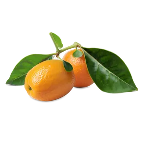 Kumquat Pair Png Xph83 PNG image