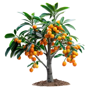 Kumquat Tree PNG 06282024 PNG