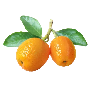 Kumquat With Leaves Png 06252024 PNG image