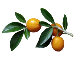 Kumquat With Leaves PNG 3 PNG