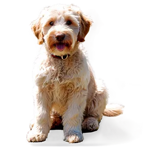 Labradoodle A