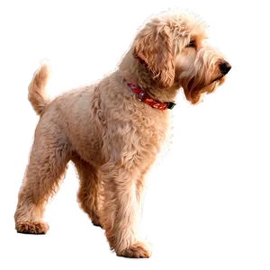 Labradoodle At Sunset Png 06262024 PNG image