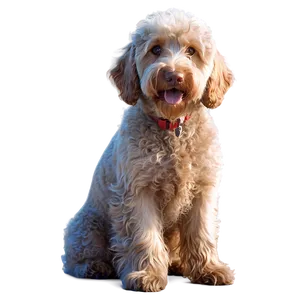 Labradoodle At Sunset PNG 14