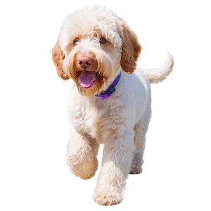 Labradoodle At The Beach PNG 06262024