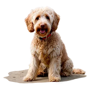 Labradoodle At The Beach Png 64 PNG image