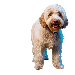 Labradoodle At The Beach PNG Ohr