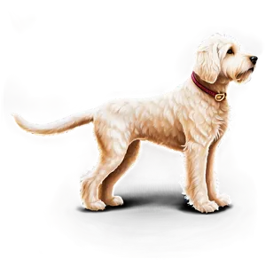 Labradoodle B