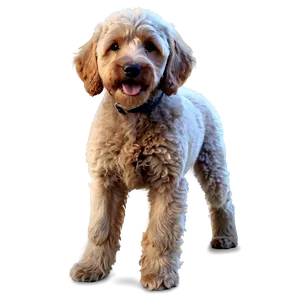 Labradoodle D