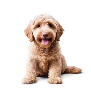 Labradoodle Family Love Png 06262024 PNG image