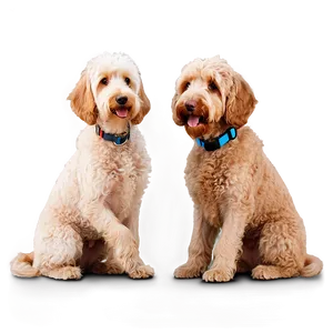 Labradoodle Family Love PNG Qwl