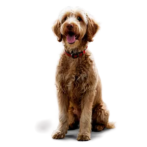 Labradoodle In Action Png Iso PNG image