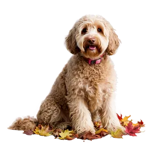Labradoodle In Autumn Leaves PNG 06262024
