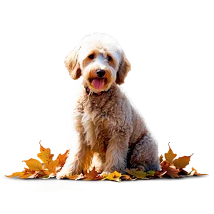 Labradoodle In Autumn Leaves PNG 40 PNG