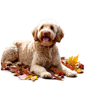 Labradoodle In Autumn Leaves PNG Ihy24 PNG