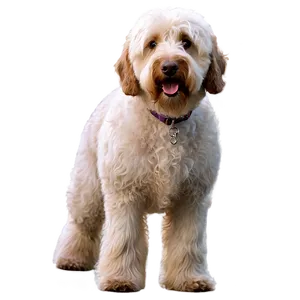 Labradoodle On A Walk Png 3 PNG image