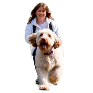 Labradoodle On A Walk PNG Tle
