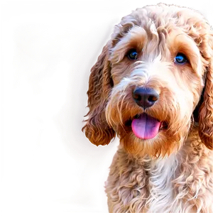 Labradoodle Puppy Eyes PNG 67