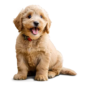 Labradoodle Puppy Yawn Png Luo84 PNG image