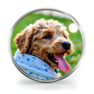 Labradoodle Puppy Yawn PNG Qgq62 PNG