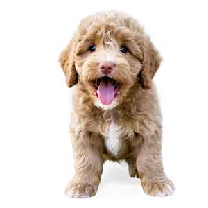 Labradoodle Puppy Yawn PNG Vwh64 PNG